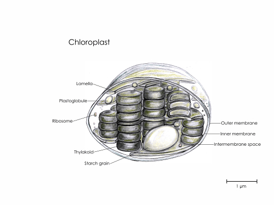 Wissenschaftliche Illustration einen Chloroplast. 